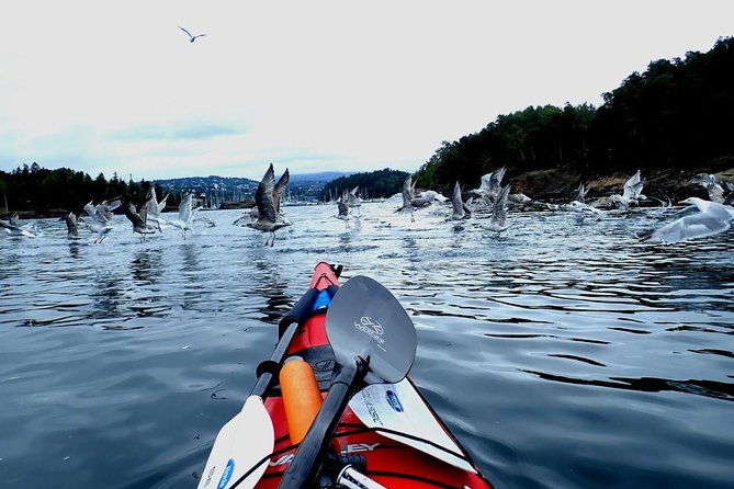 2- hour kayak trip on the Oslo Fjord - Group size, pace, and physical demands