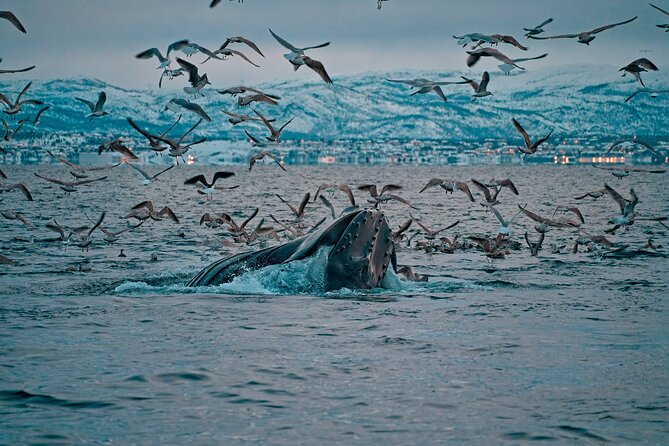 3.5-Hour Arctic Magic with Fjord and Whale Watching Adventure - Key points to know before you book