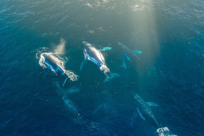 3.5-Hour Arctic Magic with Fjord and Whale Watching Adventure - Whale watching when conditions turn rough