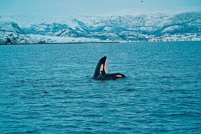 3.5-Hour Arctic Magic with Fjord and Whale Watching Adventure - What the three and a half hours include
