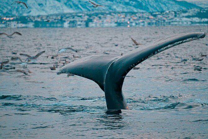 3.5-Hour Arctic Magic with Fjord and Whale Watching Adventure - Who should choose this Alta excursion?