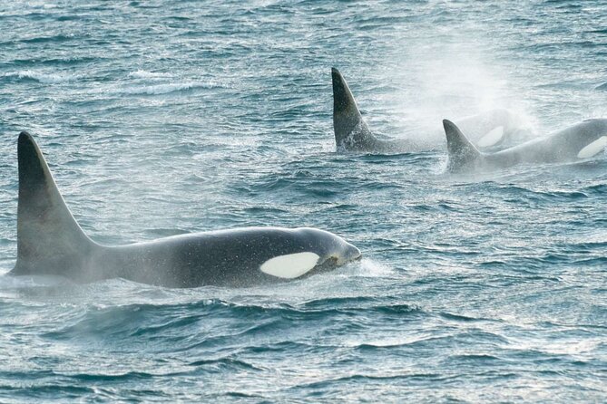 3.5-Hour Arctic Magic with Fjord and Whale Watching Adventure - Booking, weather, and cancellation details