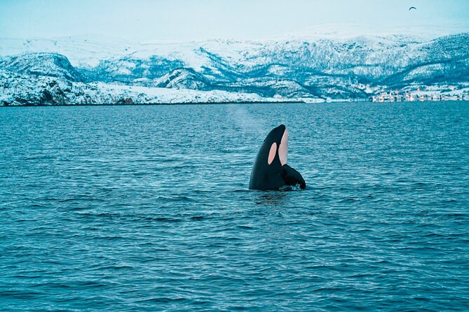 3.5-Hour Arctic Magic with Fjord and Whale Watching Adventure - Setting out across Altafjord