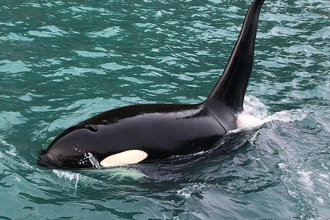 8hr Kenai Fjords Whale Watching Tour w/ 1hr Fishing 16 Passengers - A Long Seward Day With Two Main Goals