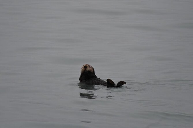 8hr Kenai Fjords Whale Watching Tour w/ 1hr Fishing 16 Passengers - One Hour Of Fishing Adds A Different Rhythm