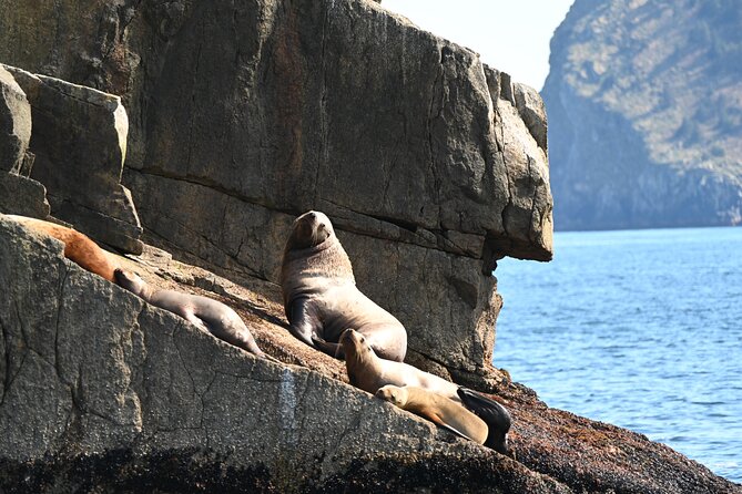 8hr Kenai Fjords Whale Watching Tour w/ 1hr Fishing 16 Passengers - What The Crew Adds To The Experience