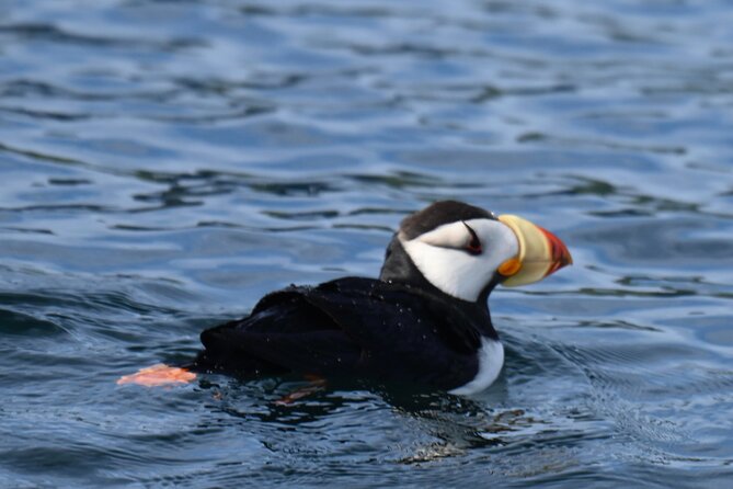 8hr Kenai Fjords Whale Watching Tour w/ 1hr Fishing 16 Passengers - Is $459 A Fair Price?