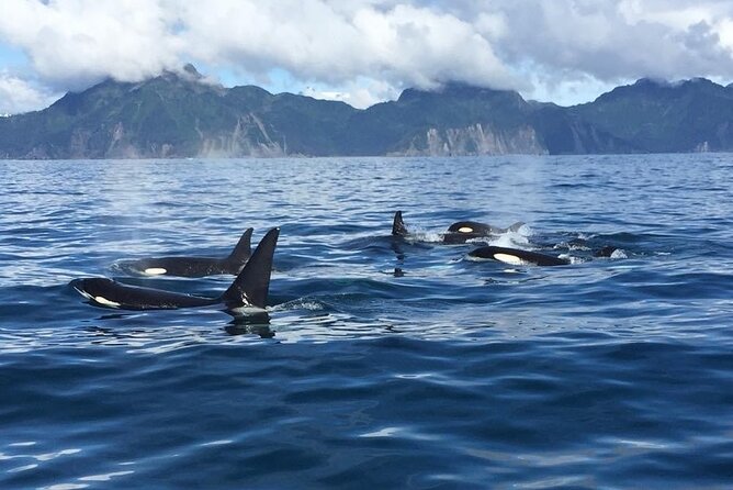 8hr Kenai Fjords Whale Watching Tour w/ 1hr Fishing 16 Passengers - Weather And The Risk Of A Fixed Booking