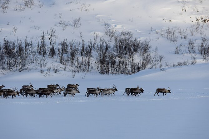 All-Inclusive Arctic Fjords and Sommarøy Scenic Tour - Pickup Choices and Timing