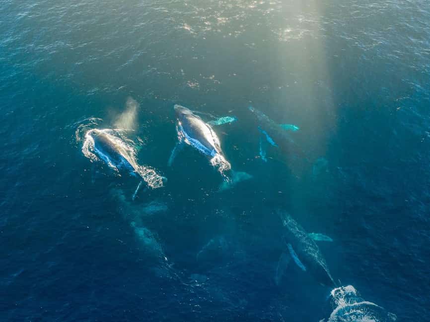 Alta: 3.5 Hour Fjord & Whale Watching Cruise - Key points to know before you go