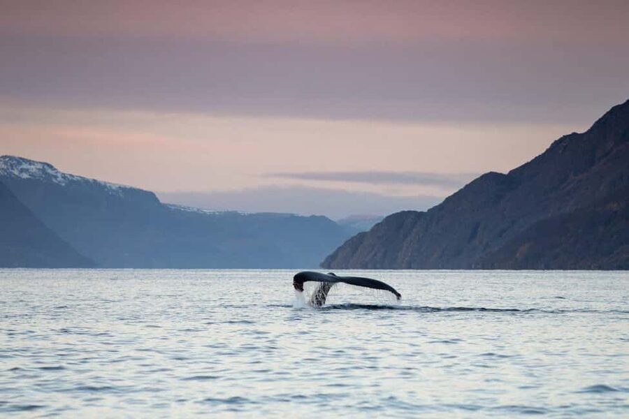 Alta: 3.5 Hour Fjord & Whale Watching Cruise - Photography, windows, and the best place to look