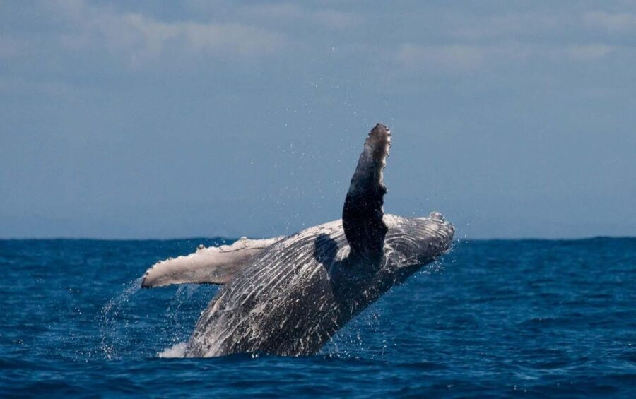 Alta: Alta Fjord Whale Watching Tour - What happens when the whales are gone