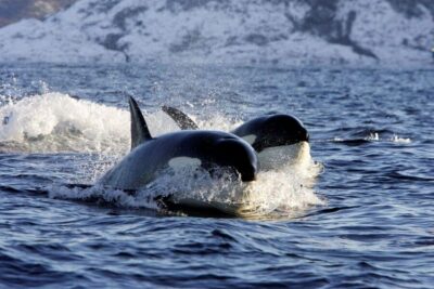 Alta Fjord Whale Watching Tour