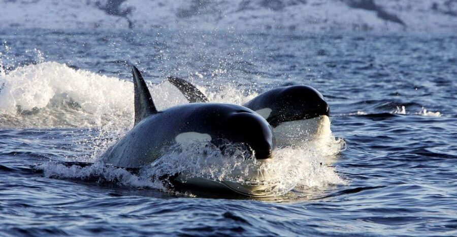 Alta: Alta Fjord Whale Watching Tour - Should you book Alta Fjord whale watching?