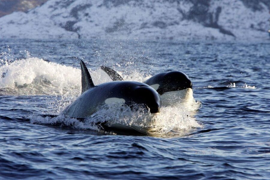 Alta: Alta Fjord Whale Watching Tour - Three and a half hours on Alta Fjord
