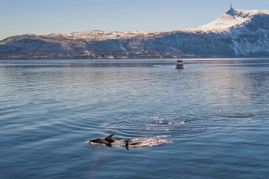 Alta: Altafjord 2-Hour Fjord Safari with Guide - Cruising Altafjord for two hours