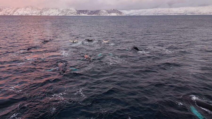 Alta: Altafjord Whale Watching in a Heated Boat - Key points at a glance