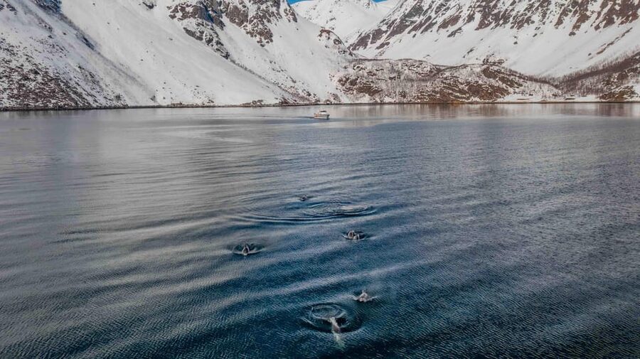 Alta: Altafjord Whale Watching in a Heated Boat - Setting out from Alta Harbor