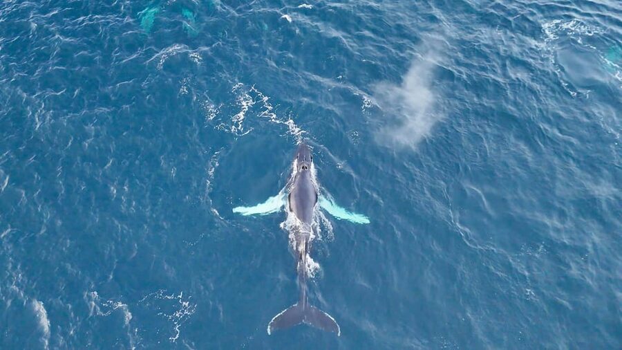 Alta: Altafjord Whale Watching in a Heated Boat - Price, timing, and practical value
