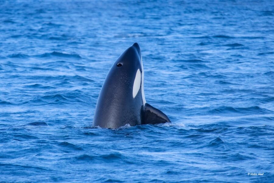 Alta: Altafjord Whale Watching in a Heated Boat - Who should book this boat trip?