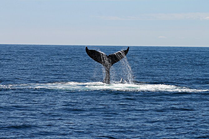 Alta Fjord: Whale Safari Experience - Leaving Fiskerihavna at 9:00 a.m.