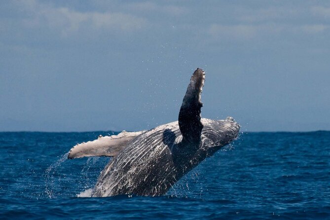 Alta Fjord: Whale Safari Experience - What the small boat changes