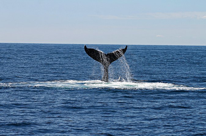 Alta Fjord: Whale Safari Experience - Warm clothing, coffee, and the cold factor