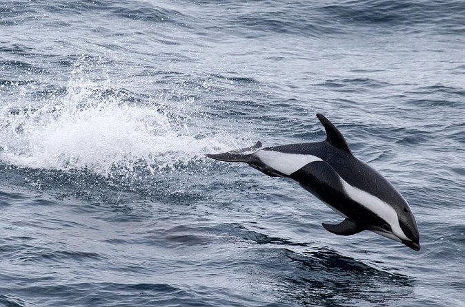 Alta Fjord: Whale Safari Experience - How to plan around the 116-day booking pattern