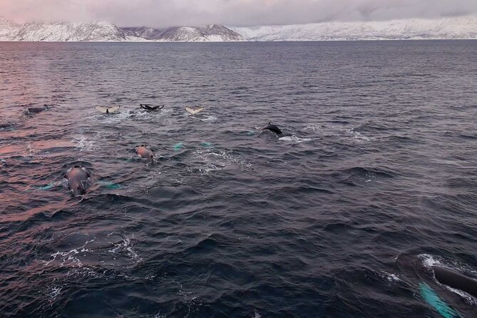 Alta Fjord Whale Watching on a Heated Boat - More than whales: stories, landmarks, and the Alta Fjord