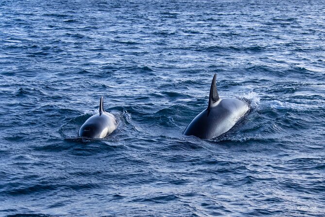Alta Fjord Whale Watching on a Heated Boat - Who should choose this boat trip?