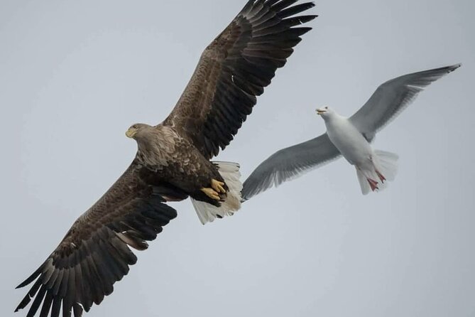 Arctic Fjordcruise & Safari in Tromso with Luxury Catamaran - Small-group value and what you are paying for