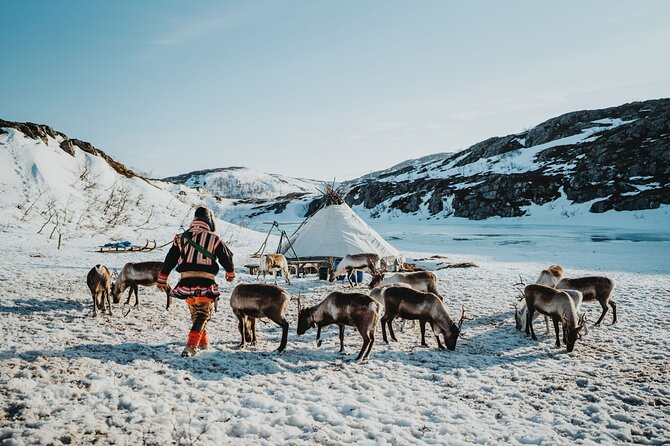 Arctic Fjords and Reindeer Experience – Small group tour - Key points to know before you book