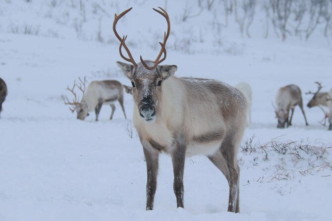 Arctic Fjords and Reindeer Experience – Small group tour - Why this Tromsø day trip works so well