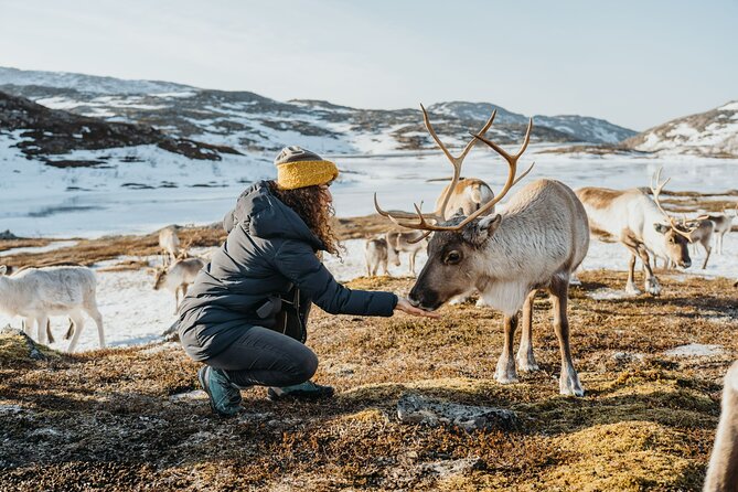 Arctic Fjords and Reindeer Experience – Small group tour - Sommarøy brings beaches and a proper lunch