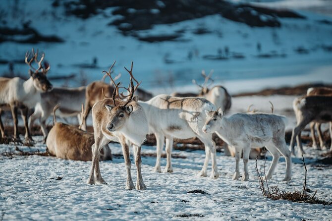Arctic Fjords and Reindeer Experience – Small group tour - What the small group changes