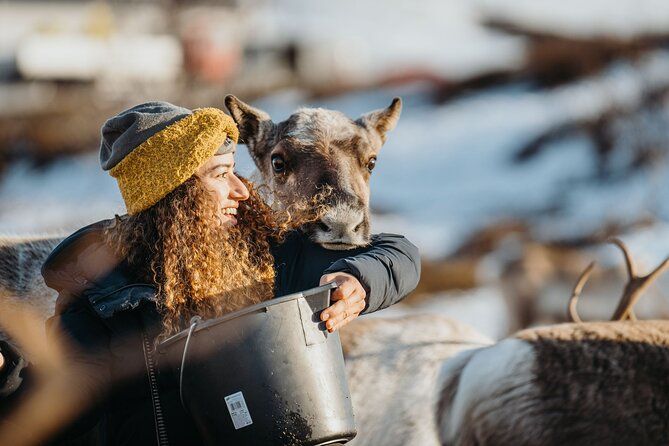Arctic Fjords and Reindeer Experience – Small group tour - The Kvaløya drive brings the Arctic scenery