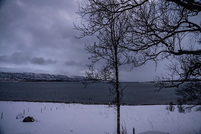Arctic Fjords Sightseeing Adventure with Arctic Navigator - Why This Coastal Trip Works From Tromsø