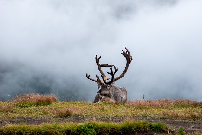 Arctic Wildlife and Fjord Sightseeing - Brensholmen and the return road