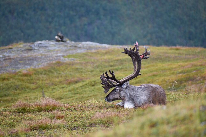 Arctic Wildlife and Fjord Sightseeing - Bryggejentene and Sandneshamn: small coastal details