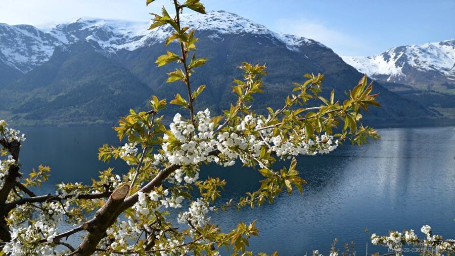Bergen: Hardangerfjord, Voss Gondola & 3 Great Waterfalls - One Hour in Eidfjord