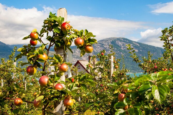 Bergen: Hardangerfjord, Waterfalls, Culture & Apple pie - Salthammeren links ancient carvings with fjord views