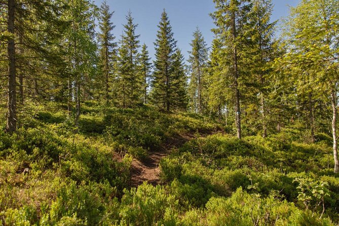 Best View of the Oslofjord Hike - Frognerseteren opens the door to Oslo’s forest