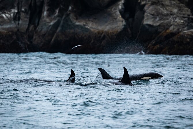 Captain's Choice Kenai Fjords National Park Tour from Seward - Key points to know before you book