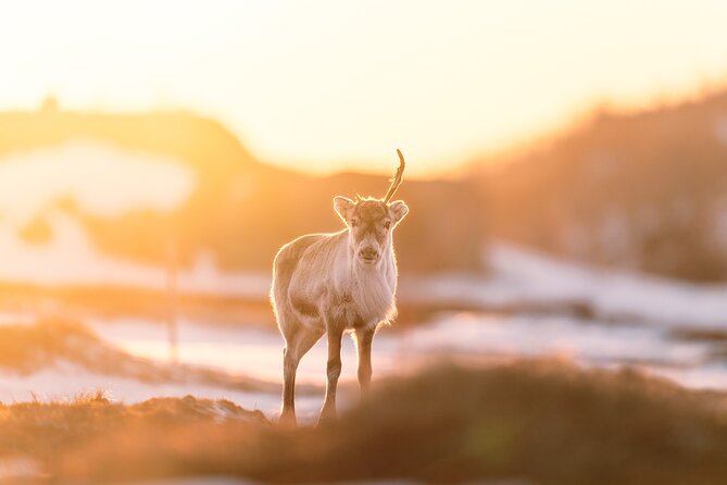 Explore the Norwegian Fjords and the Wildlife From Abisko - Fjord Views Without a Crowded Timetable