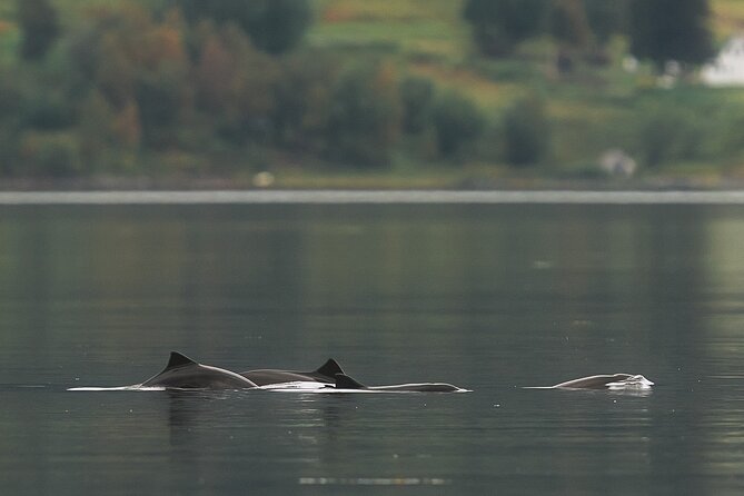 Explore the Norwegian Fjords and the Wildlife From Abisko - What Six Hours Really Means
