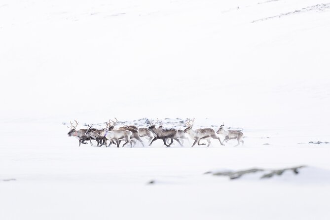 Explore the Norwegian Fjords and the Wildlife From Abisko - Practical Details Before You Book