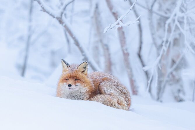 Explore the Norwegian Fjords and the Wildlife from Abisko. - What happens during the first hour