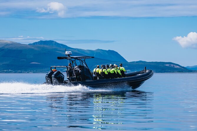 Fjord and Sea Eagle Safari from Sortland - Key points to know before you go