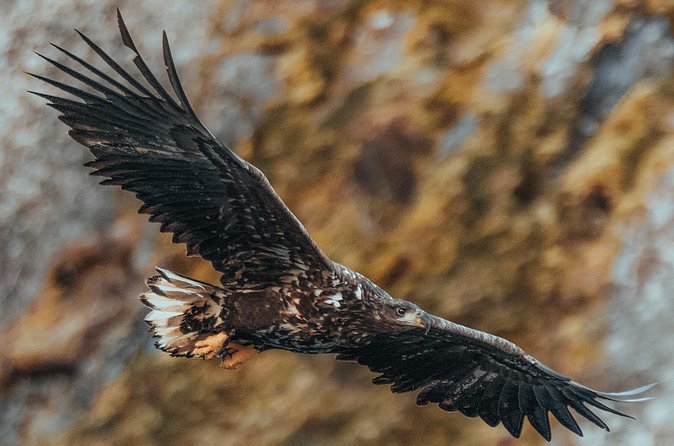 Fjord and Sea Eagle Safari from Sortland - A simple 10:00 a.m. start in Sortland