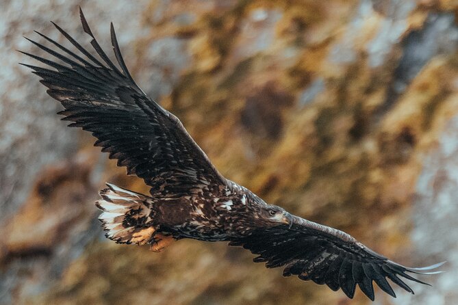 Fjord and Sea Eagle Safari from Sortland - Who will enjoy this safari most?